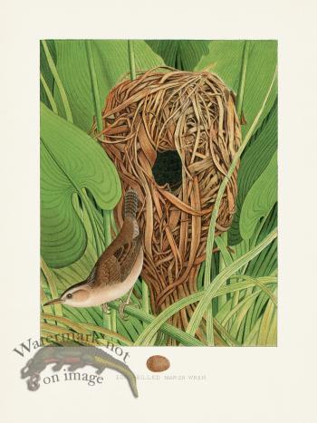 Thomas Gentry Bird 14